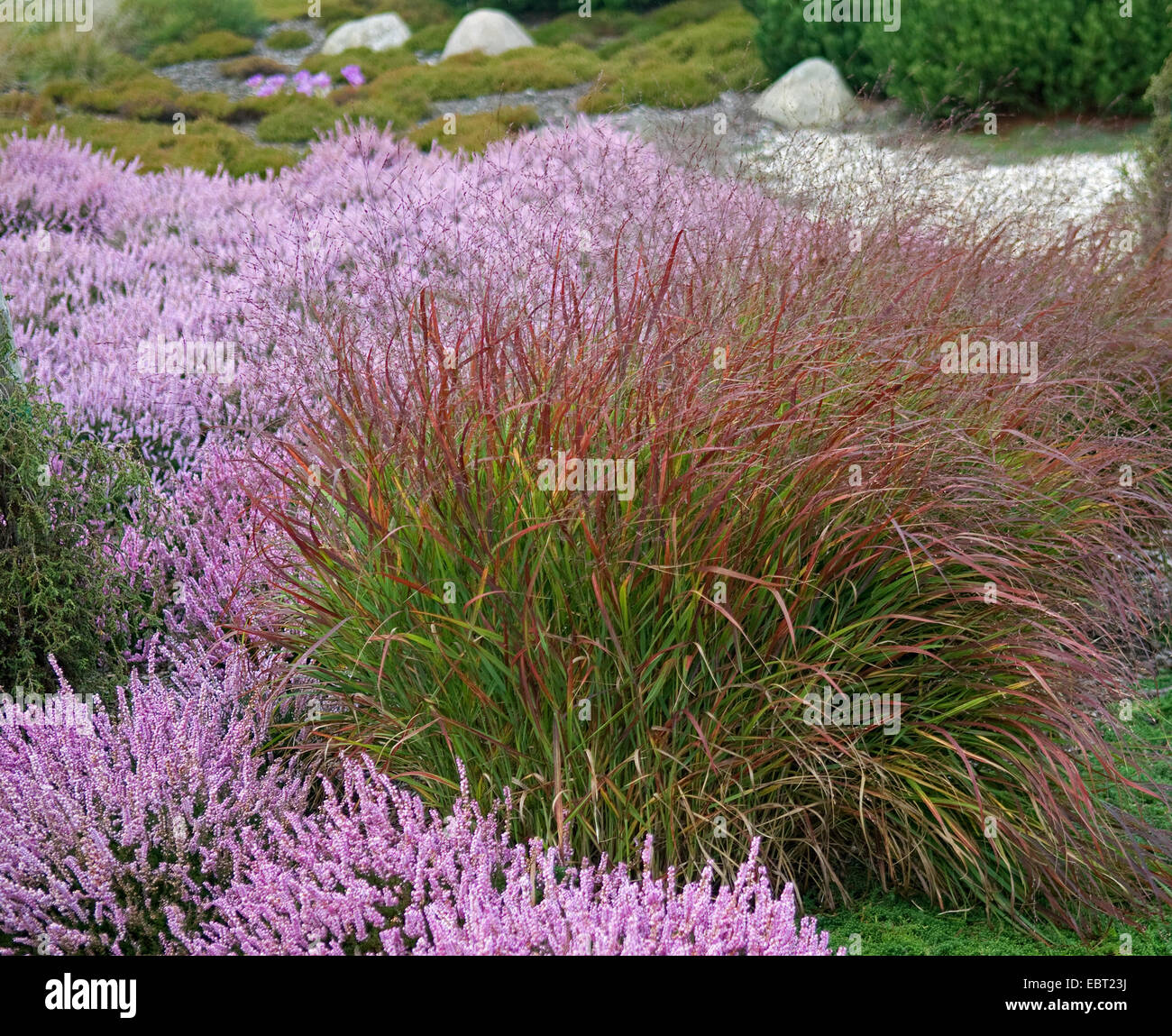 Ancien interrupteur panic (Panicum virgatum 'Rotstrahlbusch', Panicum virgatum Rotstrahlbusch), le cultivar Rotstrahlbusch de fleurs de bruyère Banque D'Images