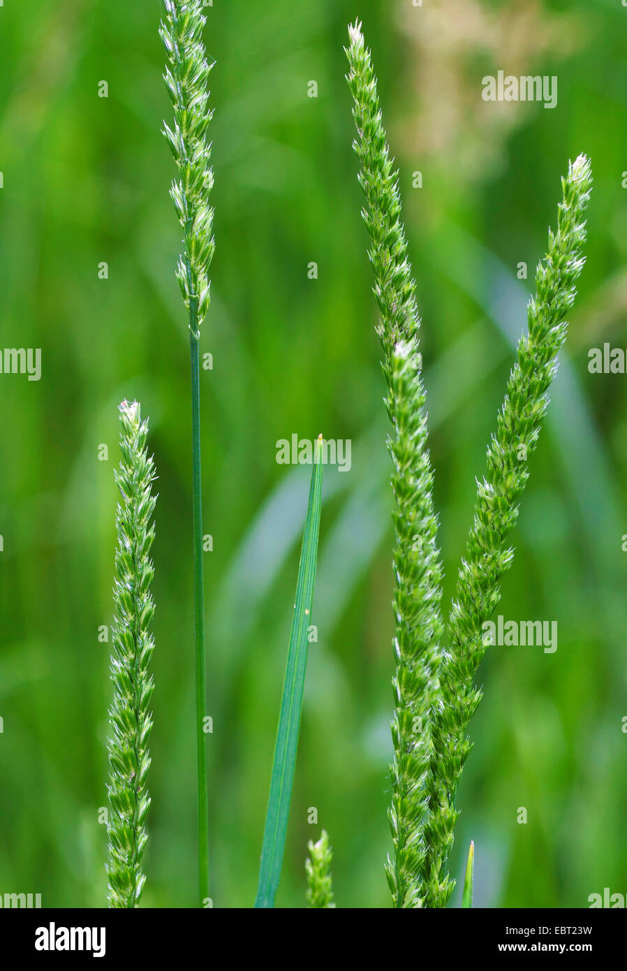 Queue du chien-chien à crête, herbe-tail (Cynosurus cristatus), inflorescences, Allemagne, Bavière, Oberbayern, Upper Bavaria, Murnauer Moos Banque D'Images