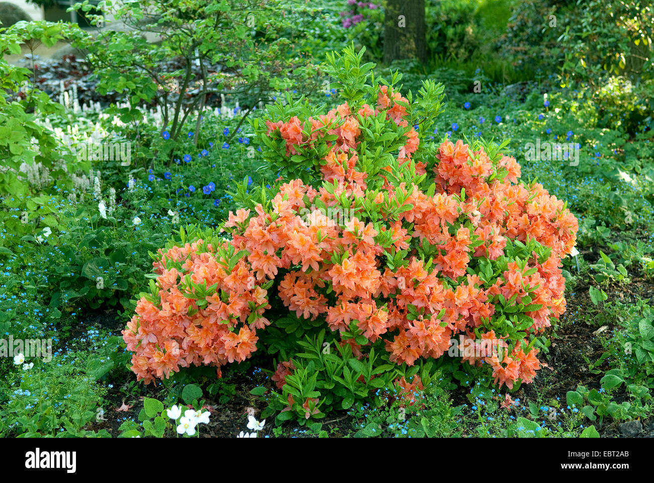 Rhododendron (Rhododendron 'Polly Claessens', Rhododendron Polly Claessens), le cultivar Polly Claessens Banque D'Images