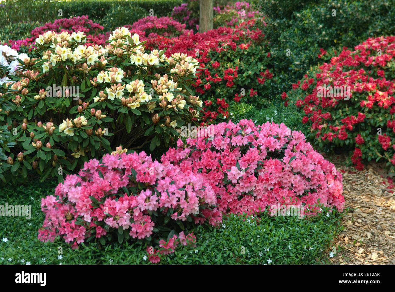 Rhododendron (Rhododendron spec.), différentes variétés de rhododendrons dans un parc Banque D'Images