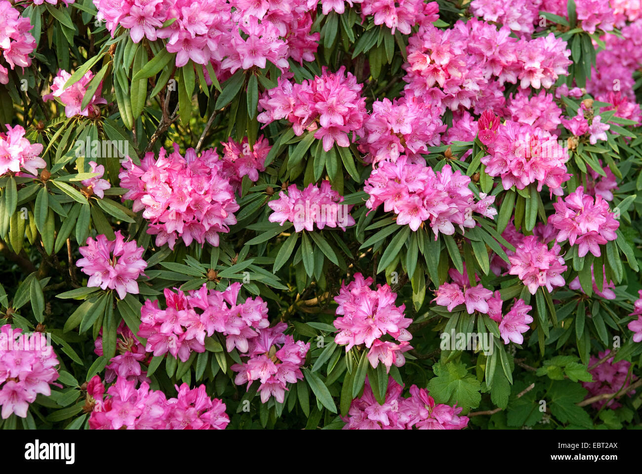 Rhododendron (Rhododendron makinoi 'Rosa Perle', Rhododendron makinoi Rosa perle), le cultivar Rosa Perle Banque D'Images