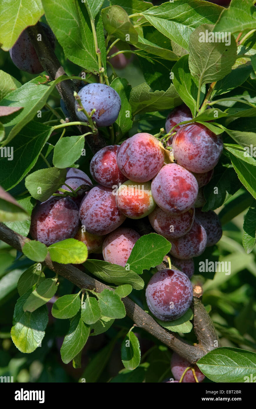 Prunier européen (Prunus domestica 'Opal', Prunus domestica Opal), prunes sur un arbre, le cultivar Opal Banque D'Images