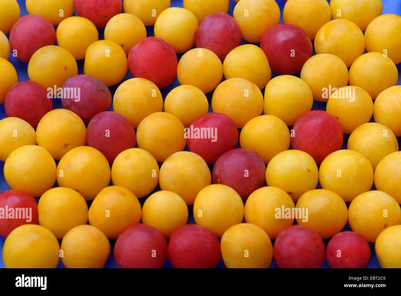 Cherry Plum, le Myrobolan prunier (Prunus cerasifera), rouge et jaune les myrobalans, Laussnitz Banque D'Images