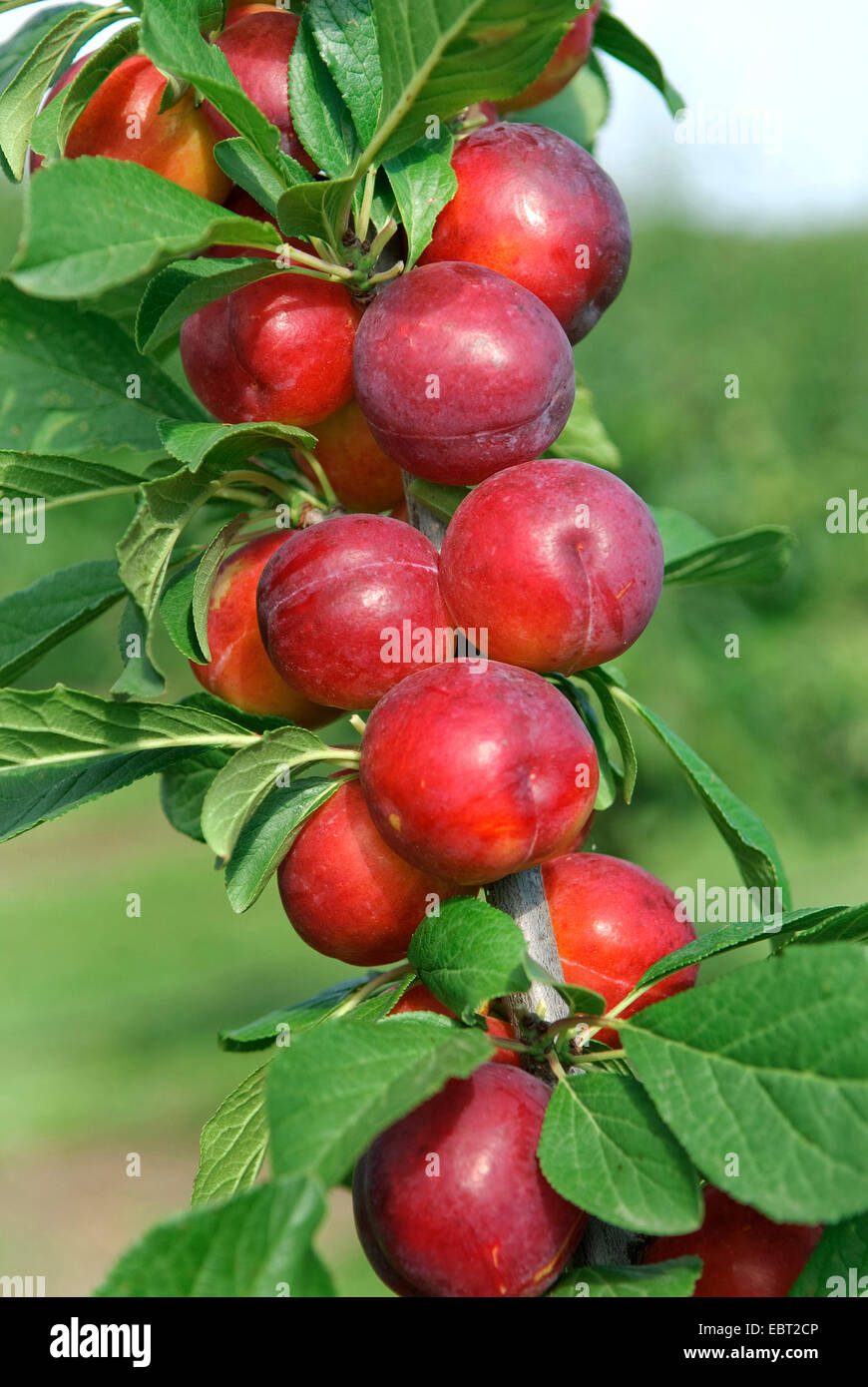 Prunier européen (Prunus domestica 'Emma', Prunus domestica Emma), le cultivar Emma Banque D'Images
