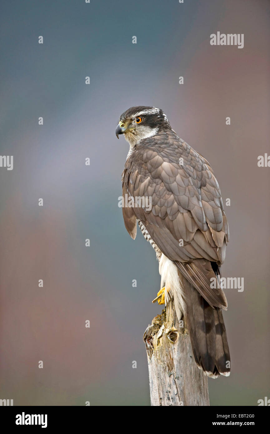 L'Autour des palombes (Accipiter gentilis), assis sur un post, Allemagne Banque D'Images