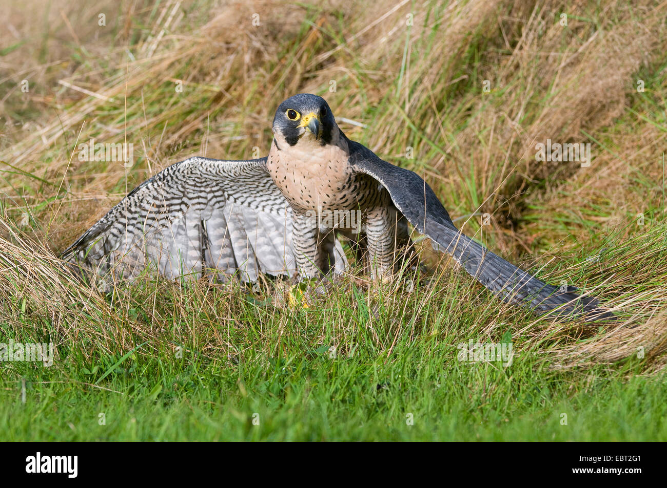 L'Autour des palombes (Accipiter gentilis), assis sur le sol avec des ailes déployées, Allemagne Banque D'Images