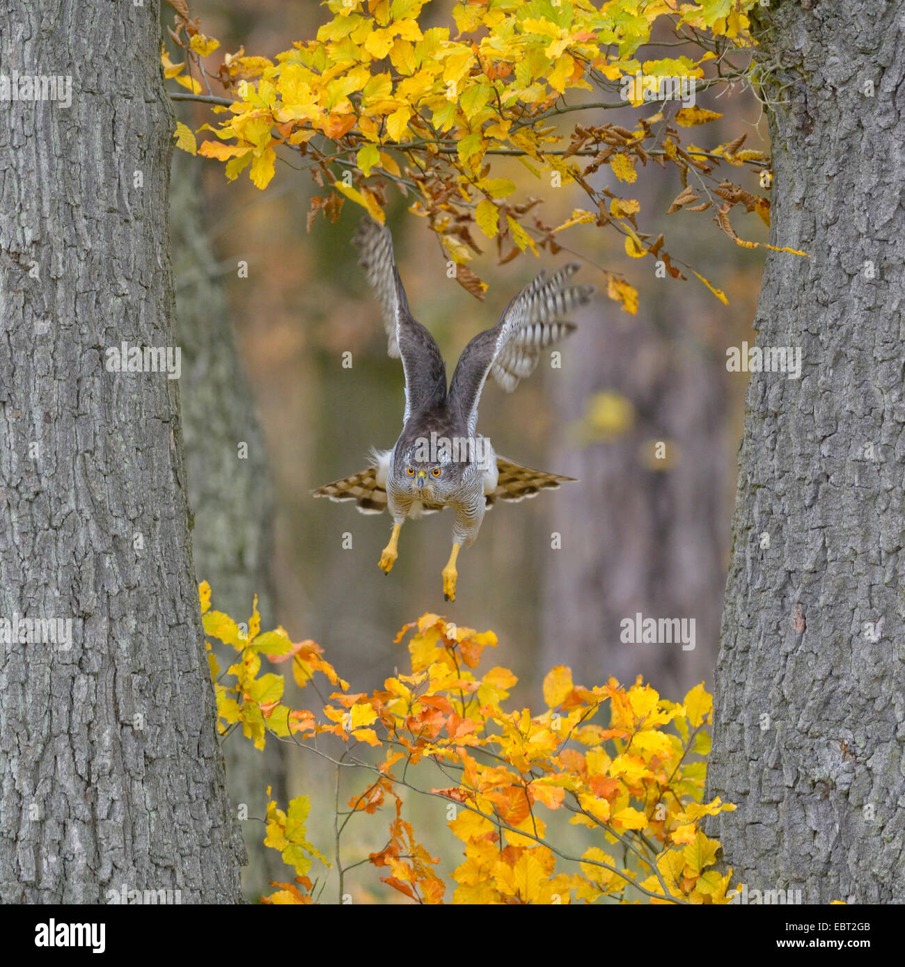 L'Autour des palombes (Accipiter gentilis), femelle adulte volant par deux chênes dans la coloration d'automne à la proie, l'Allemagne, Bade-Wurtemberg Banque D'Images