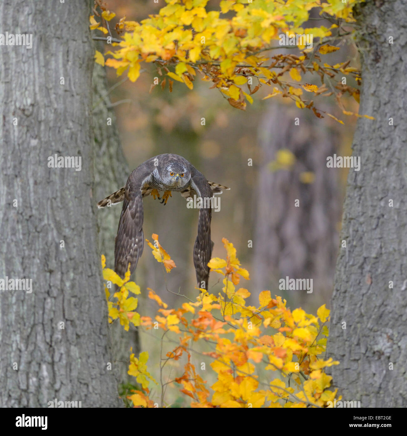 L'Autour des palombes (Accipiter gentilis), femelle adulte volant par deux chênes dans la coloration d'automne à la proie, l'Allemagne, Bade-Wurtemberg Banque D'Images