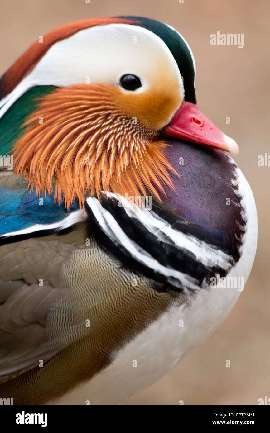 Profil de Canard Mandarin mâle Banque D'Images