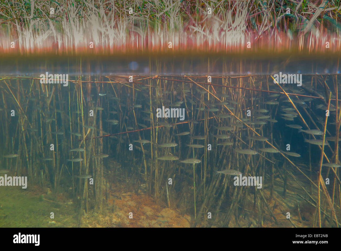 La perche, sandre européen, Redfin perchaude (Perca fluviatilis), l'école de jeunes poissons dans la zone de roseaux ; split-level-photo, de l'Allemagne, la Bavière, le lac de Chiemsee Banque D'Images