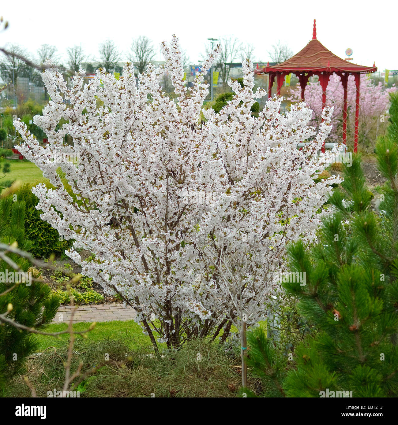 Alpin japonais cerisier (Prunus nipponica 'Brillant', Prunus nipponica brillant), le cultivar standard Banque D'Images