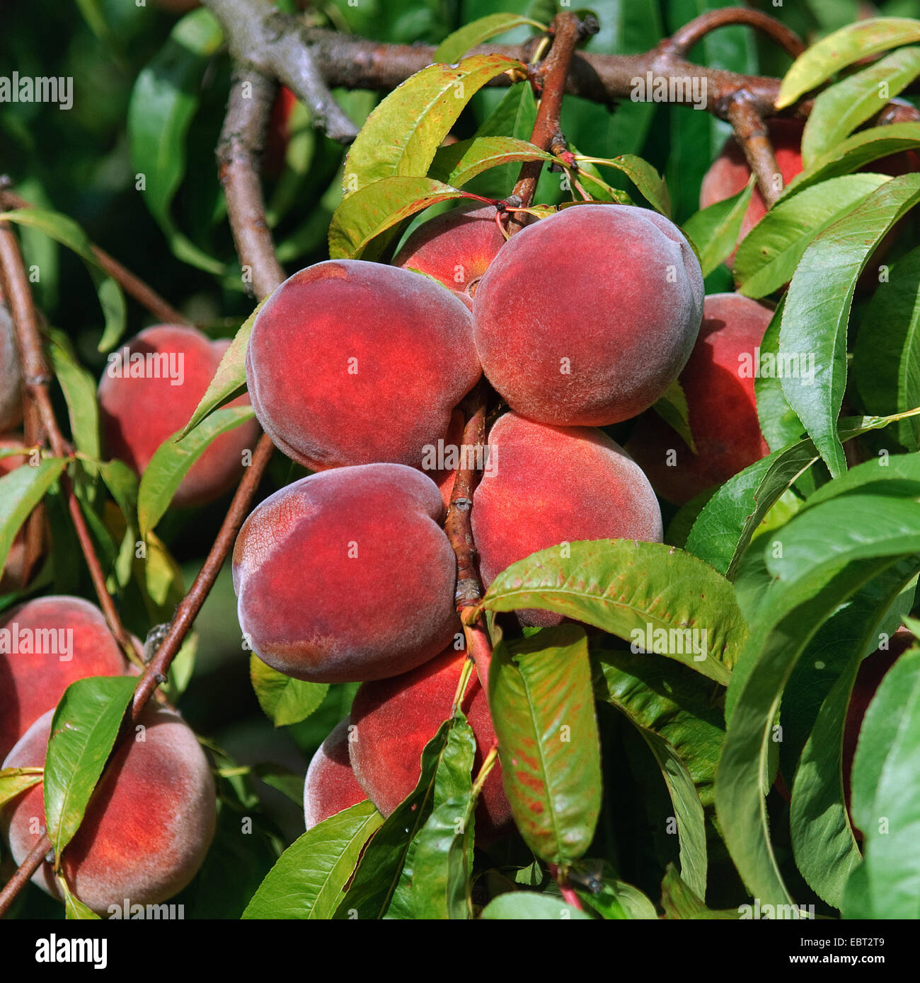 Pêche (Prunus persica 'Red Haven', Prunus persica Red Haven), le cultivar Red Haven, les pêches sur un arbre Banque D'Images