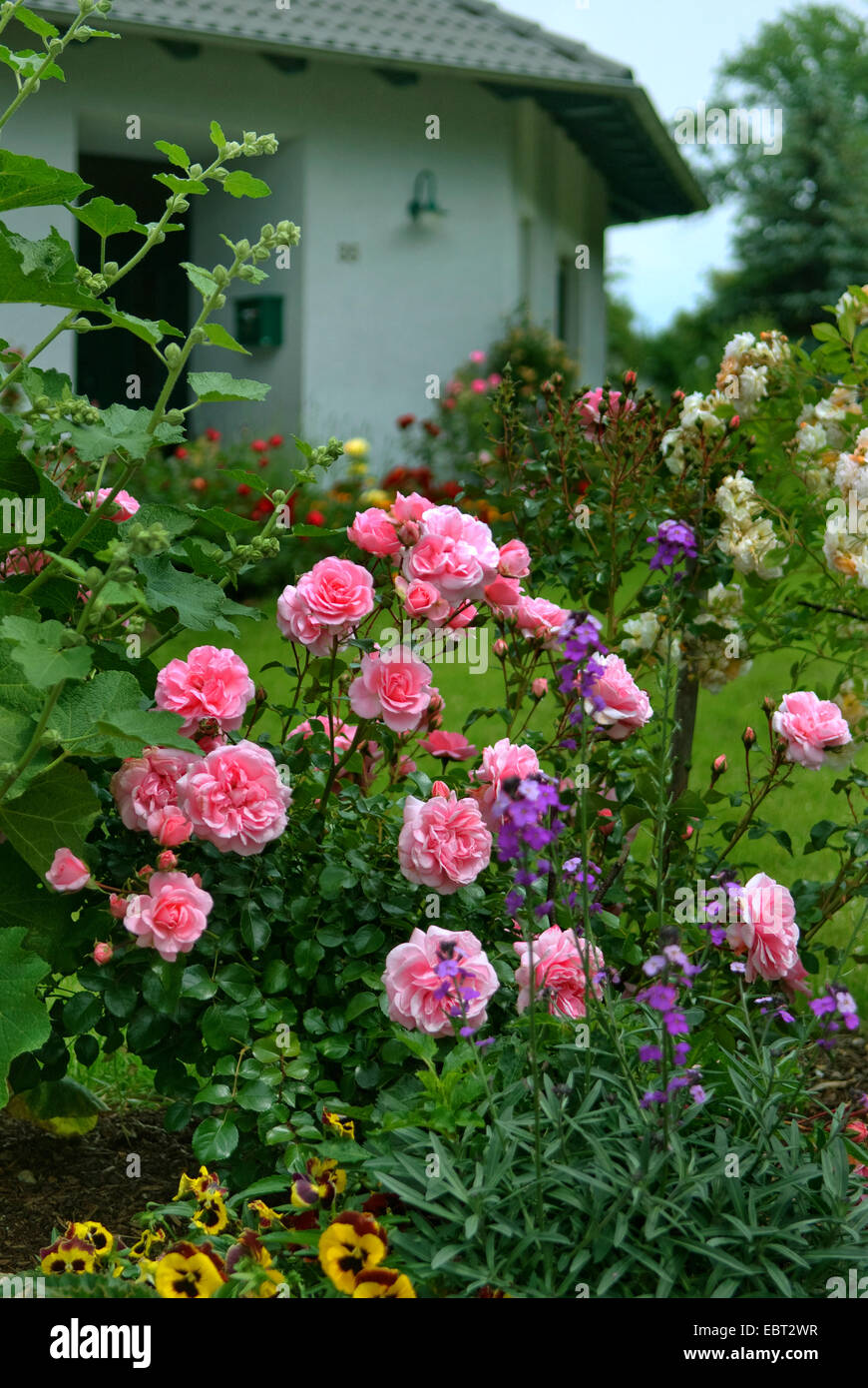 Plantes ornementales rose (Rosa 'Bonica 82', Rosa Bonica 82), le cultivar Bonica 82 Banque D'Images