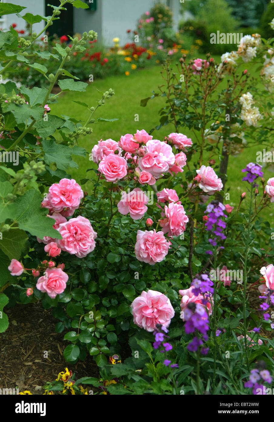 Plantes ornementales rose (Rosa 'Bonica 82', Rosa Bonica 82), le cultivar Bonica 82 Banque D'Images