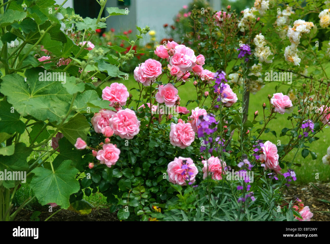 Plantes ornementales rose (Rosa 'Bonica 82', Rosa Bonica 82), le cultivar Bonica 82 Banque D'Images