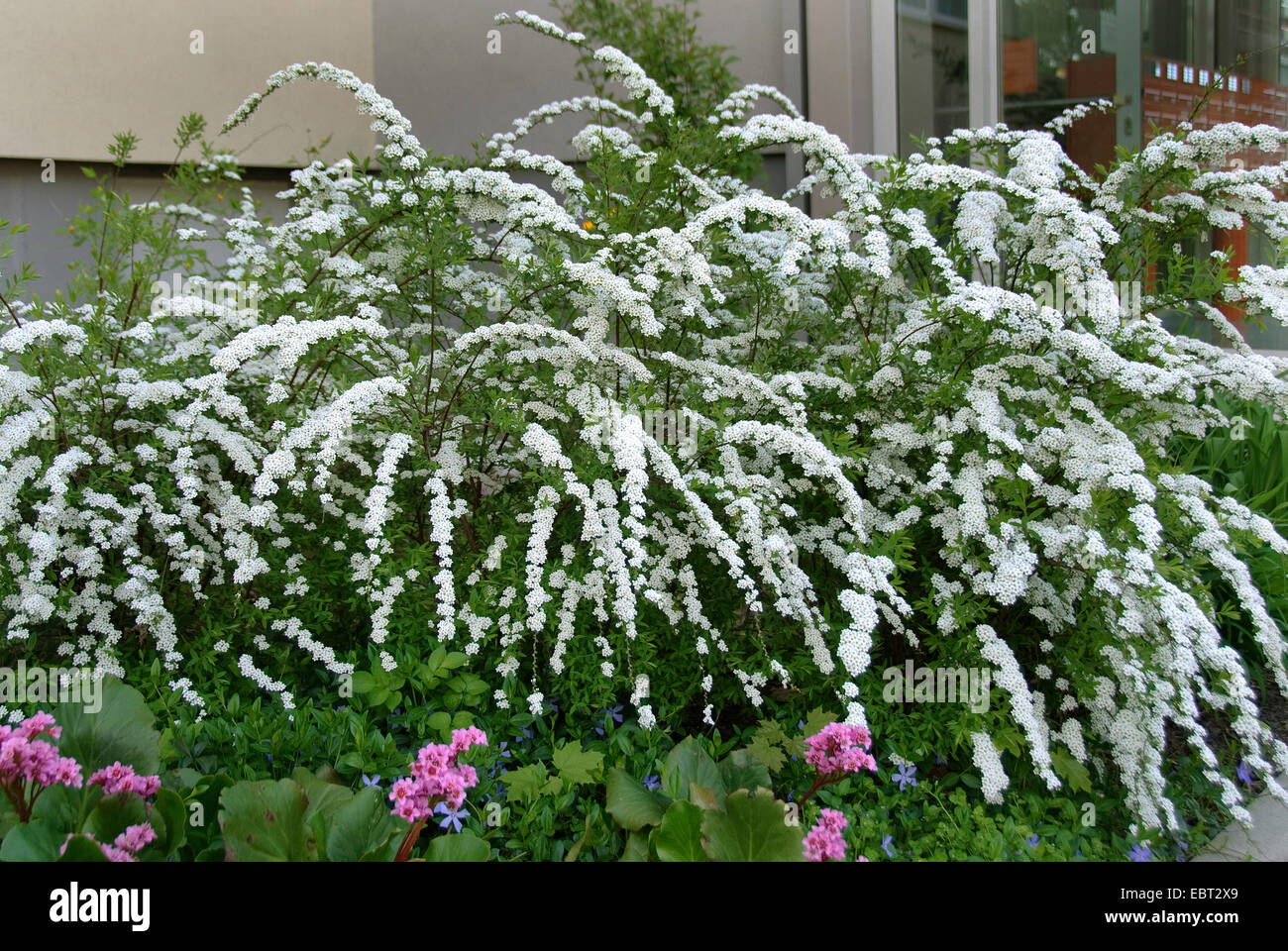 Spiraea (Spiraea cinera Grefsheim', 'Grefsheim Spiraea cinera Grefsheim), le cultivar, blooming Banque D'Images