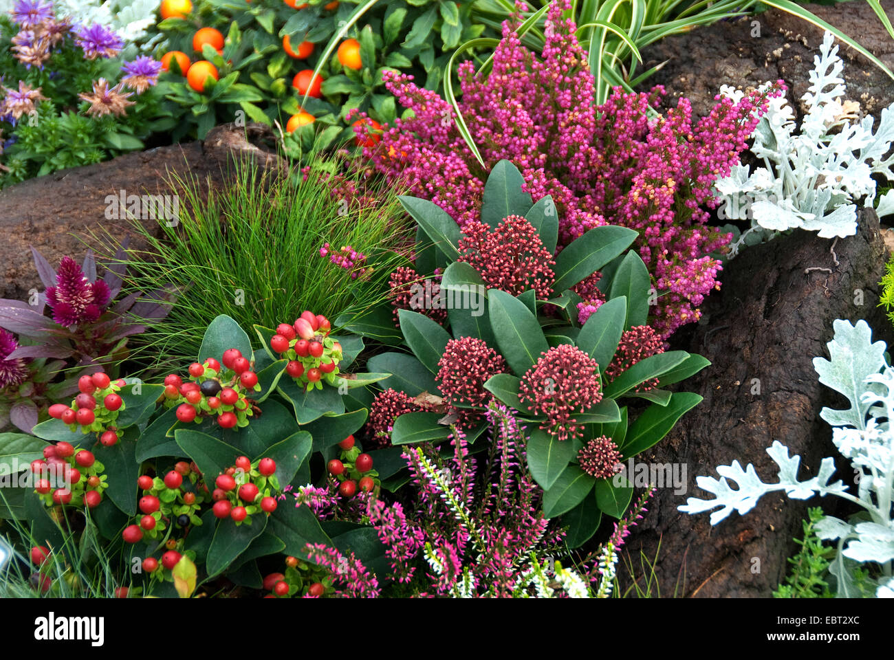 (Skimmia japonica Skimmia japonais 'Rubella', Skimmia japonica), de la rubéole La rubéole cultivar avec d'autres plantes d'automne Banque D'Images