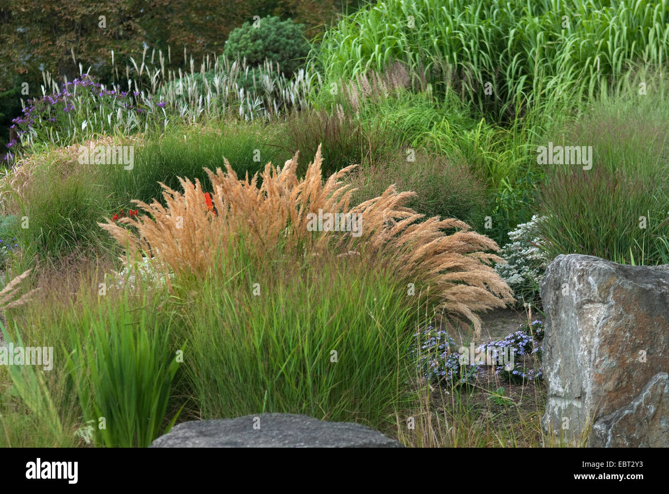 L'aiguille d'argent, herbe, graminées (Stipa calamgrostis spike, Agrostis, Calamagrostis calamagrostis Lasiagrostis), qui fleurit dans un jardin d'herbe Banque D'Images