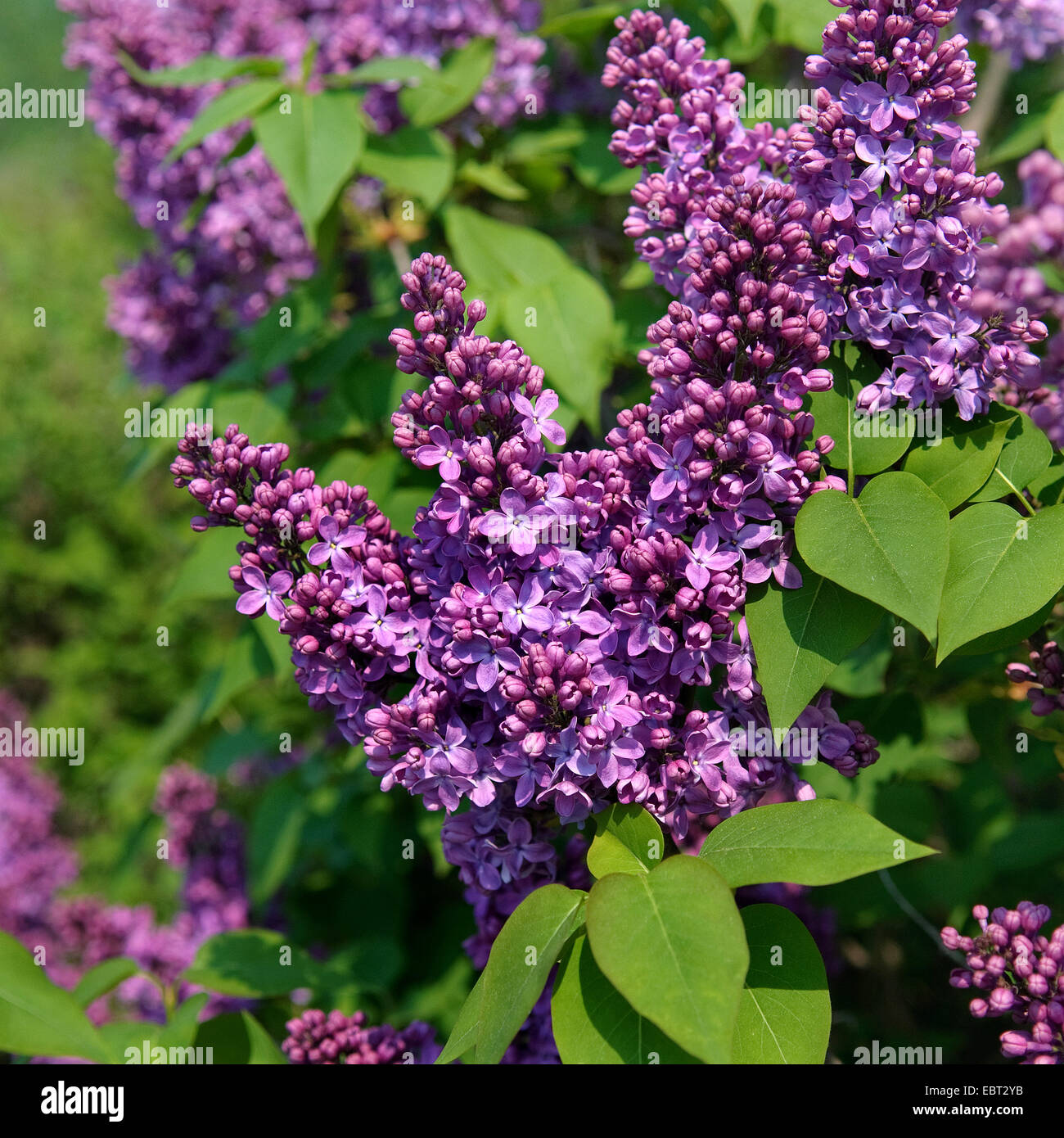 Le lilas commun (Syringa vulgaris 'Ruhm von Horstenstein', Syringa vulgaris Ruhm von Horstenstein), le cultivar Ruhm von Horstenstein Banque D'Images