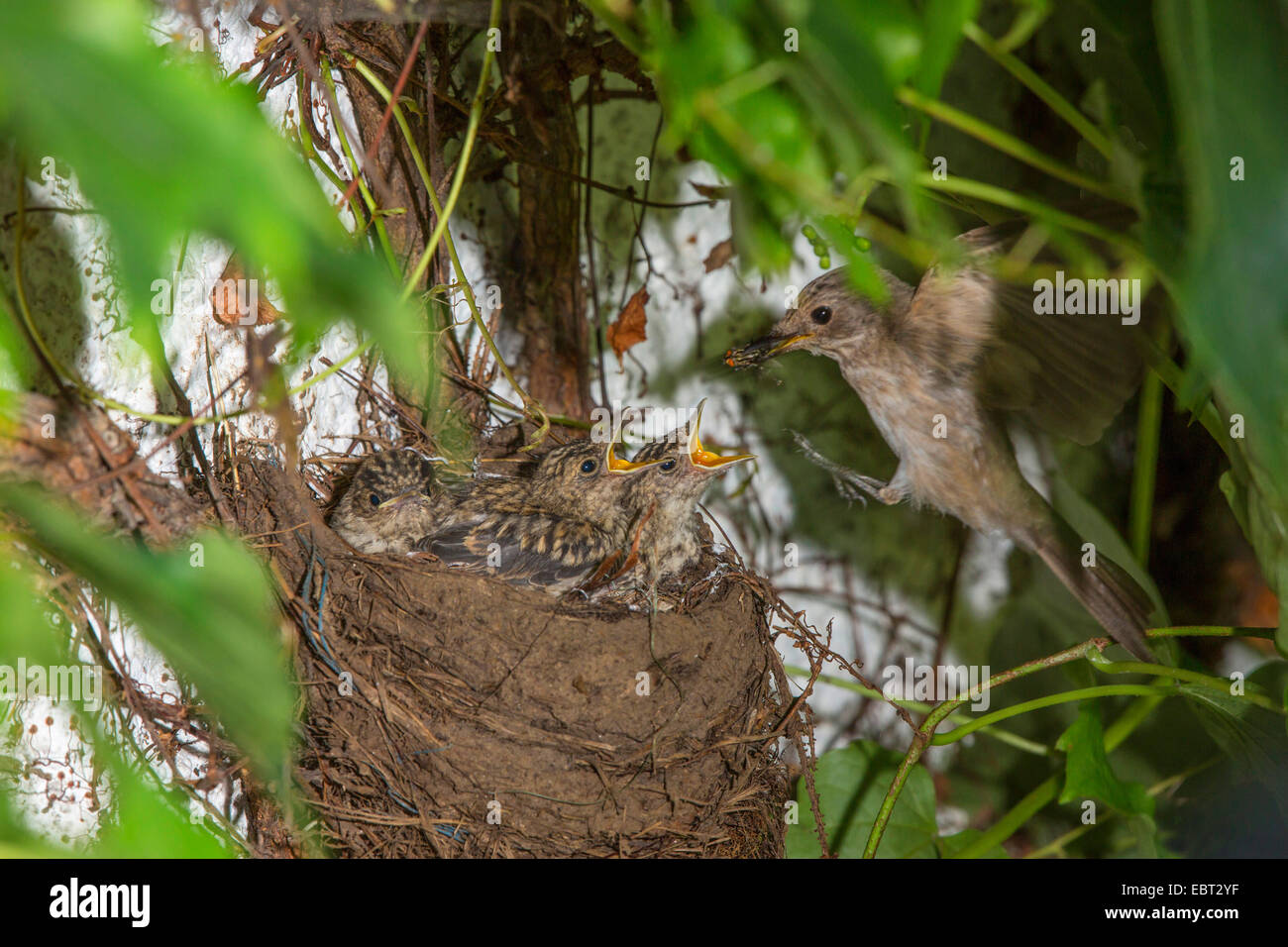 Spotted flycatcher (Muscicapa striata), aborder le nid avec des aliments pour animaux dans le projet de loi , Allemagne, Bavière, Isental Banque D'Images