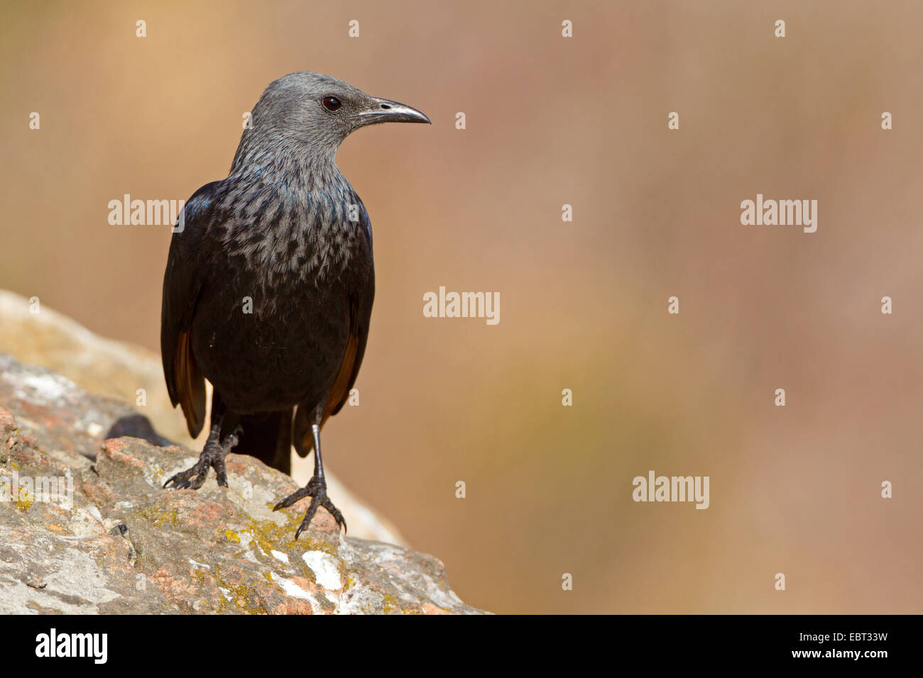 Red-winged starling africains (Onychognathus morio), femme assise sur un rocher, Afrique du Sud, Kwazulu-Natal, Giants Castle Banque D'Images