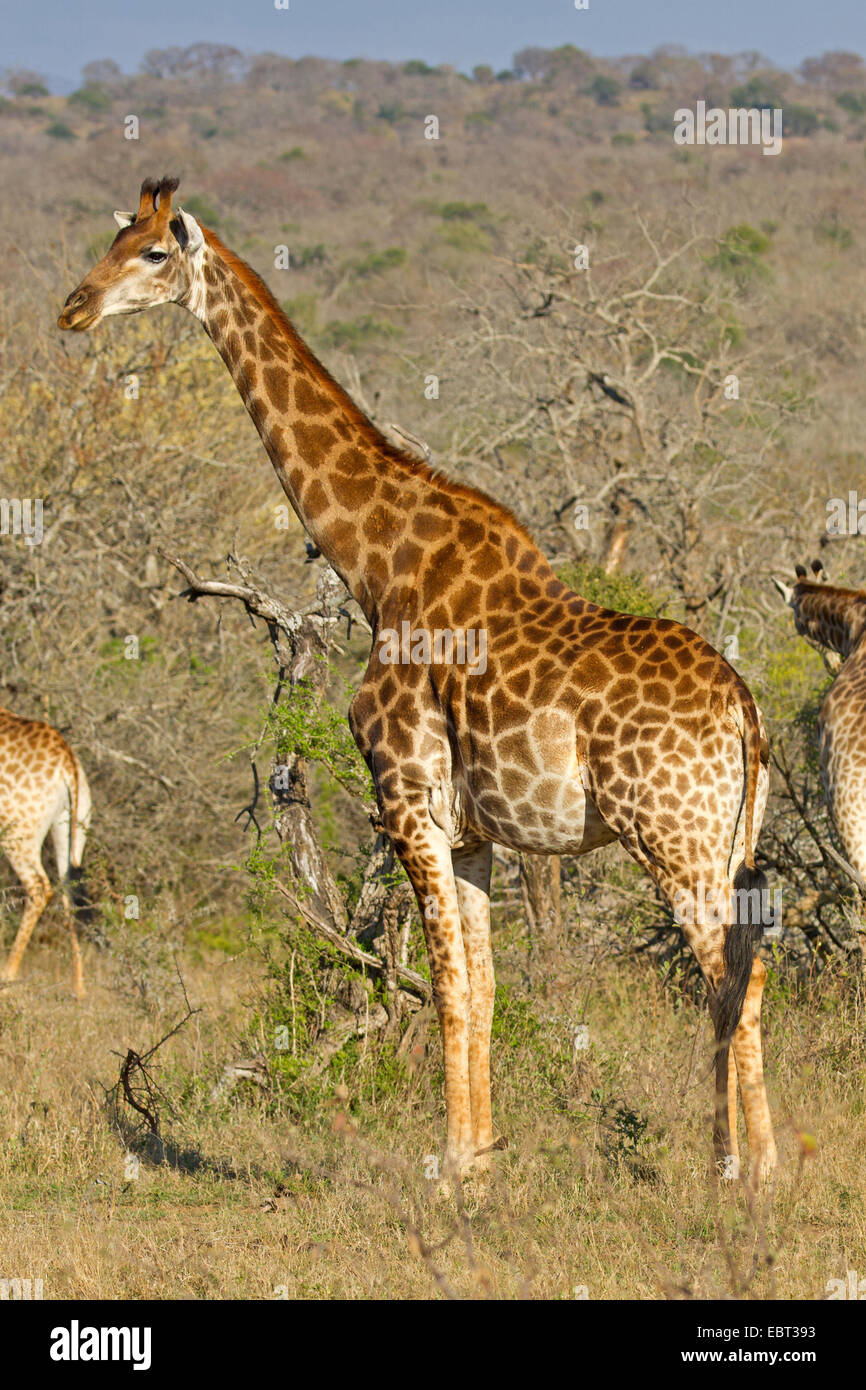 Cape Girafe (Giraffa camelopardalis giraffa), debout dans la savane entourée par leurs congénères, Afrique du Sud, le Parc National de Hluhluwe-Umfolozi Banque D'Images