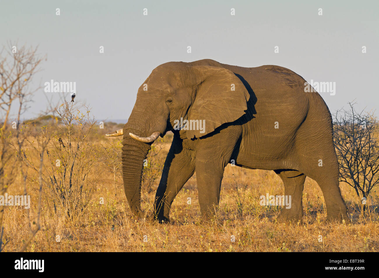 L'éléphant africain (Loxodonta africana), la marche à travers la savane, Afrique du Sud, le Parc national Krueger Banque D'Images