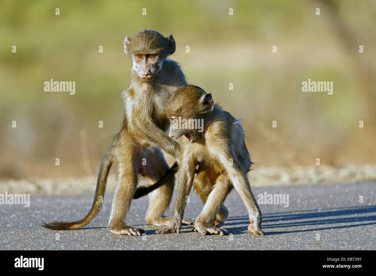 Babouin Chacma baboon, anubius, babouin doguera (Papio ursinus, Papio cynocephalus ursinus), deux jeunes se chamailler, Afrique du Sud, le Parc national Krueger Banque D'Images
