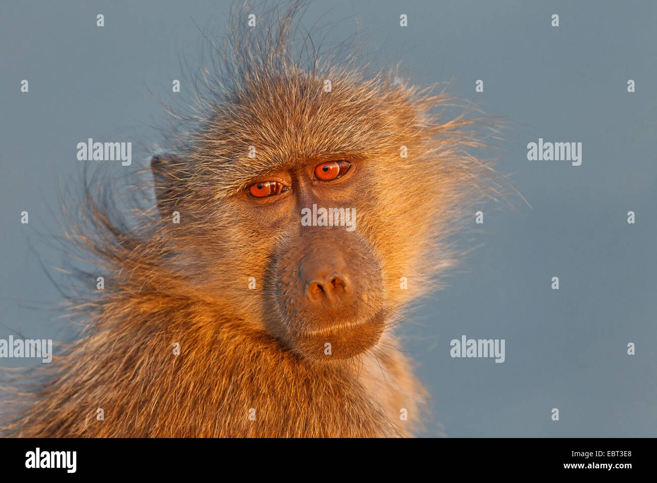 Babouin Chacma baboon, anubius, babouin doguera (Papio ursinus, Papio cynocephalus ursinus), femme, portrait, Afrique du Sud, le Parc national Krueger, Camp de Sabie Banque D'Images