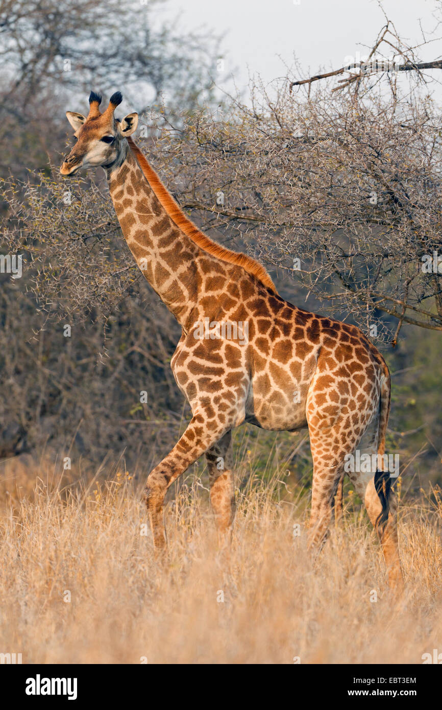 Cape Girafe (Giraffa camelopardalis giraffa), dans la savane, Afrique du Sud, le Parc National de Hluhluwe-Umfolozi Banque D'Images