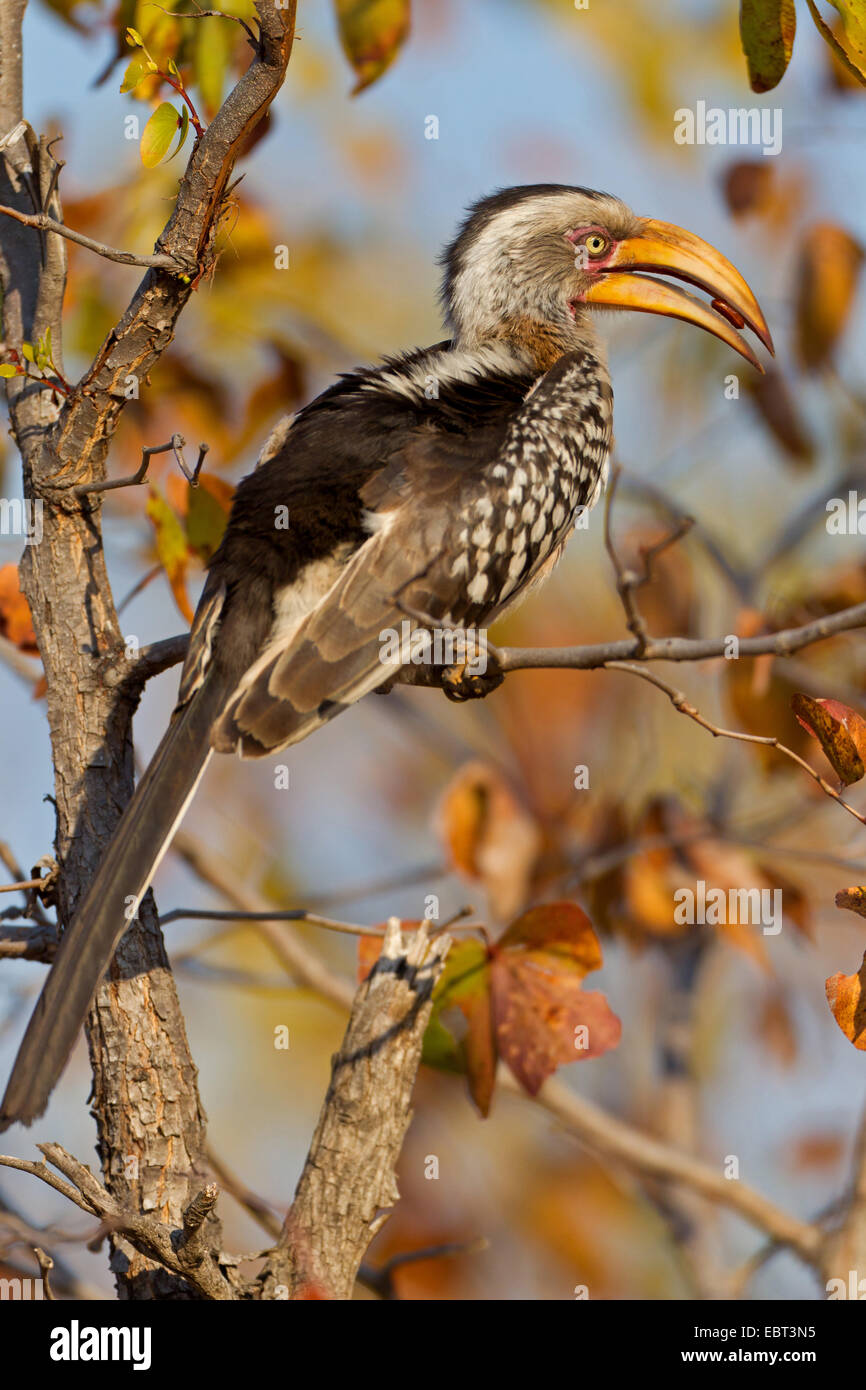 Calao à bec jaune (Tockus leucomelas), assis sur une branche qui se nourrit d'une semence, Afrique du Sud, le Parc national Krueger, Camp Letaba Banque D'Images