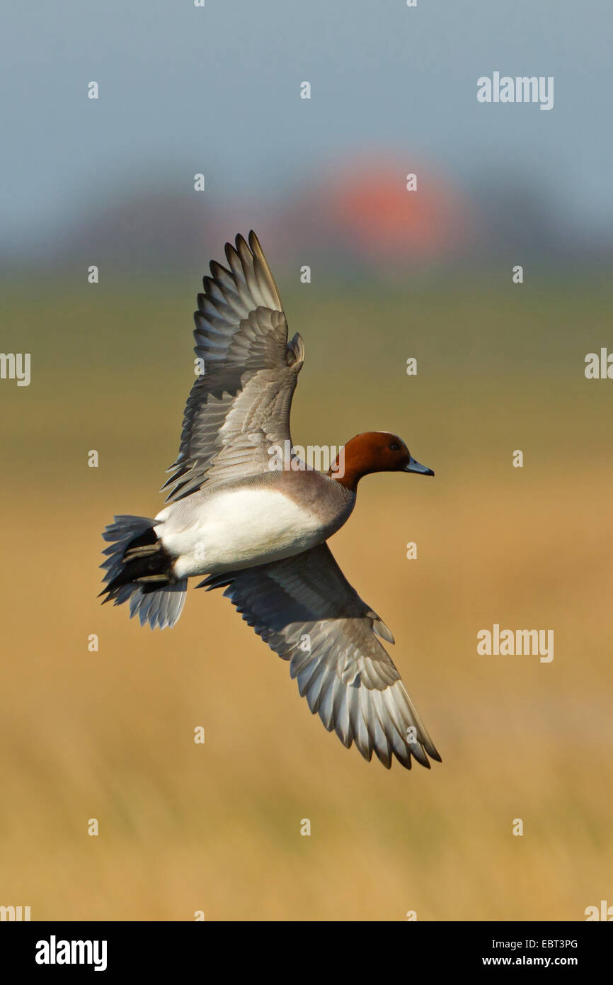 Canard d'Europe (Anas penelope, Mareca penelope), voler, Pays-Bas, Texel Banque D'Images