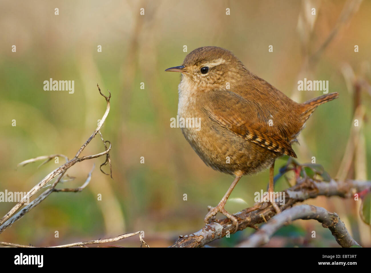 Troglodyte mignon (Troglodytes troglodytes), assis sur une branche, l'Allemagne, Bade-Wurtemberg Banque D'Images