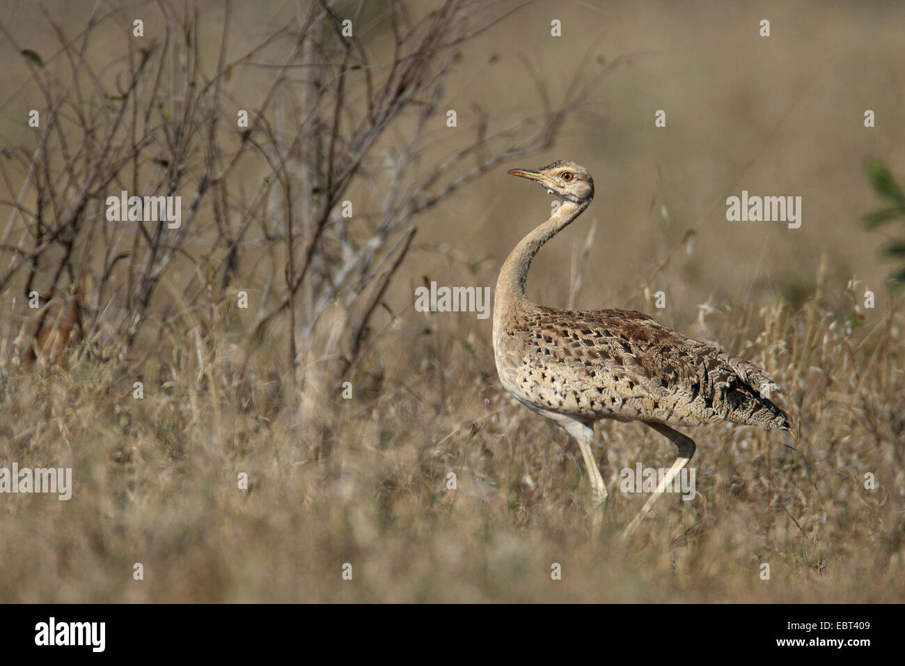 Outarde à ventre noir (Eupodotis melanogaster), les peuplements dans les herbages, Afrique du Sud, Mkuzi Game Reserve Banque D'Images