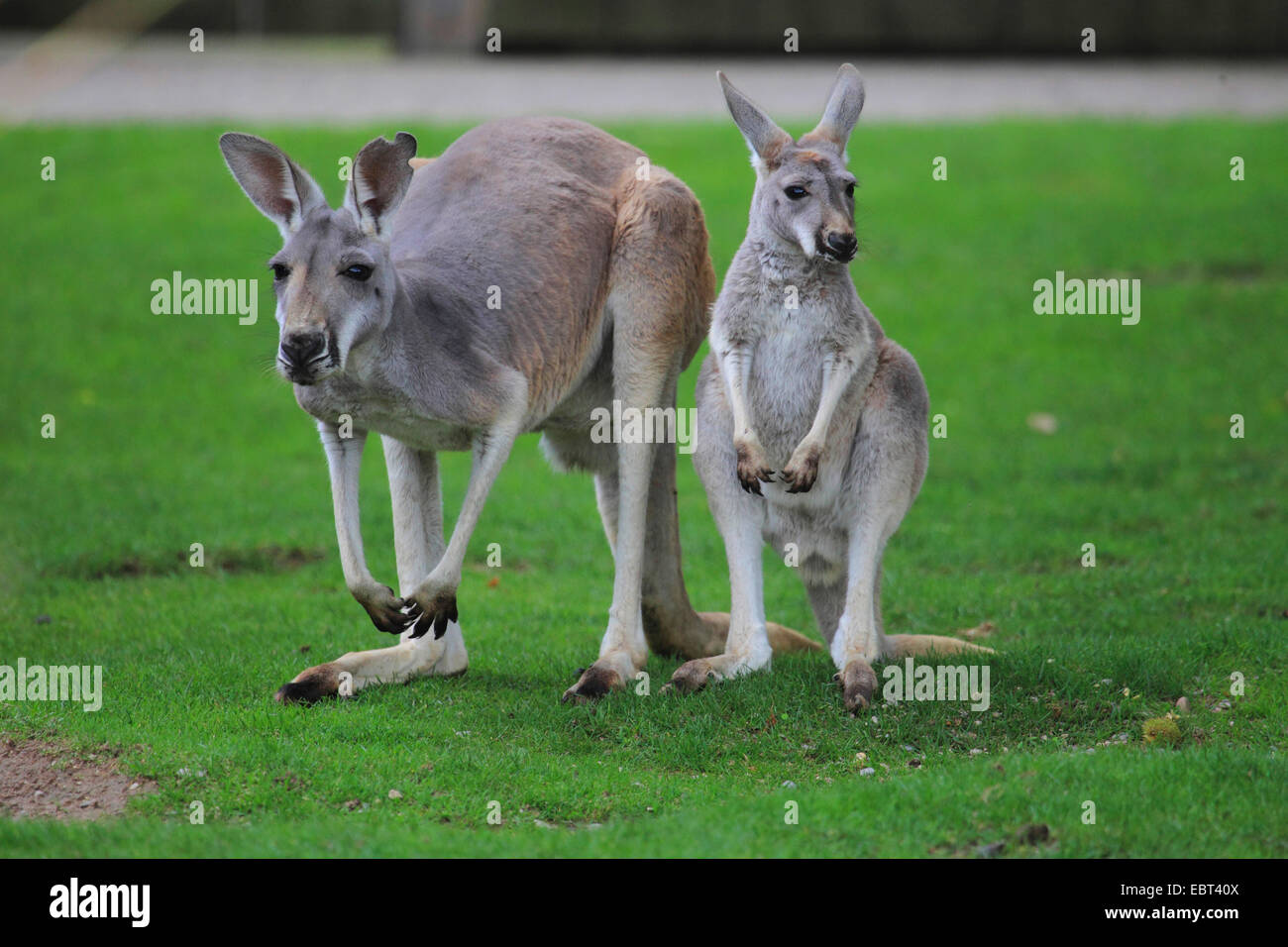 Kangourou Kangourou rouge, de plaines, bleu flier (Macropus rufus, Megaleia rufa), la mère et l'enfant dans un pré Banque D'Images