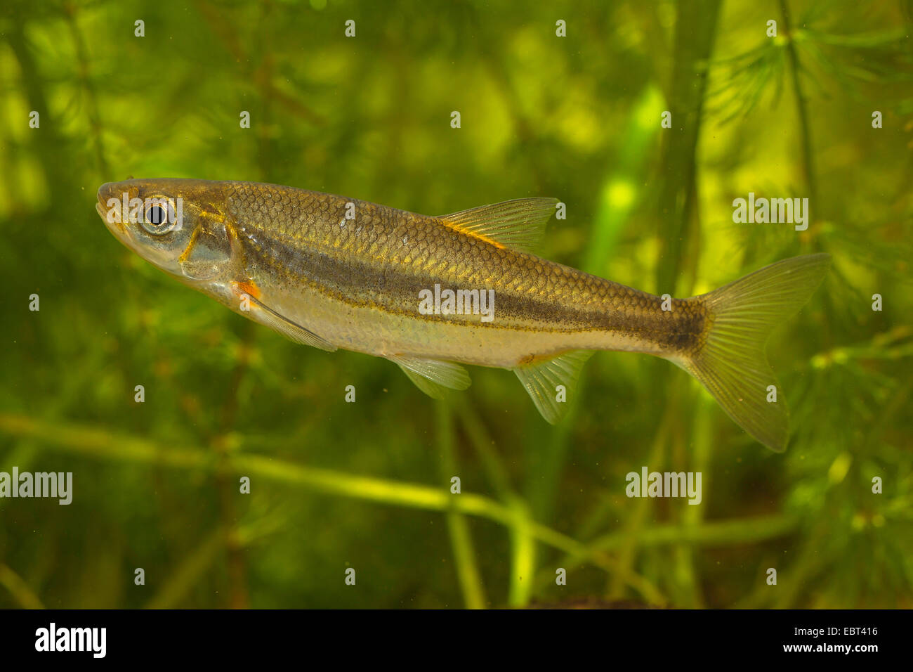 Vairone, telestes souffia, souffie (Leuciscus idus), l'accouplement. Banque D'Images