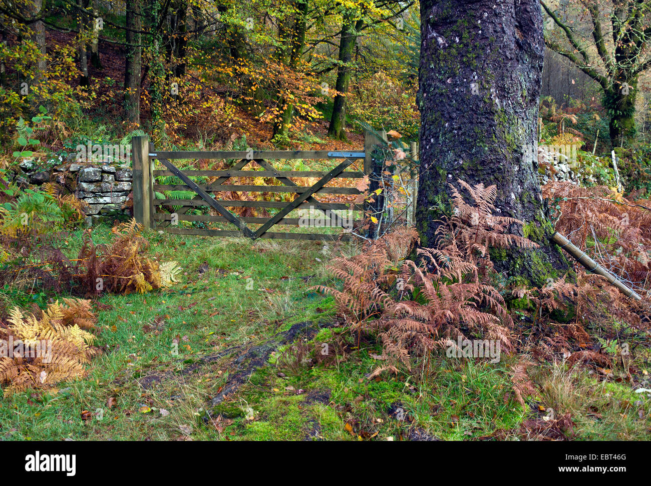 Six bois interdits field gate à l'automne dans le parc national de Snowdonia Gwynedd au nord du Pays de Galles au Royaume-Uni, la fin du printemps. Banque D'Images