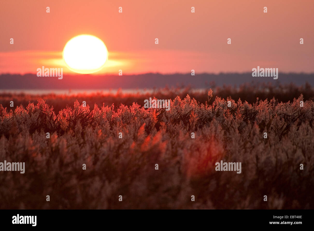 Le calamagrostis, roseau commun (Phragmites communis, Phragmites australis), coucher de soleil sur un roseau, Allemagne Banque D'Images