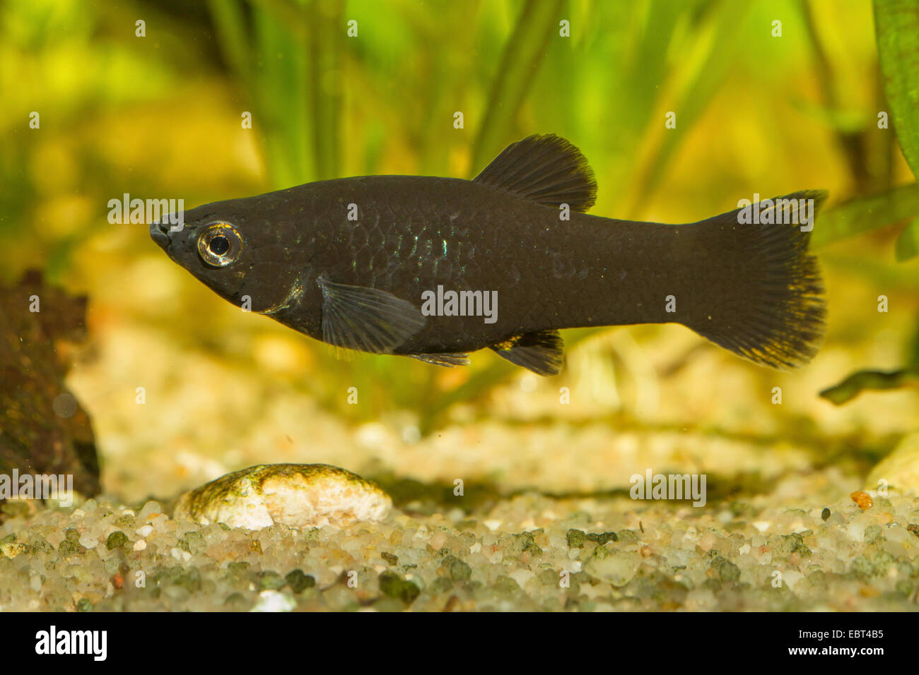 Molly (Mollienesia hybr), femme, side view Banque D'Images