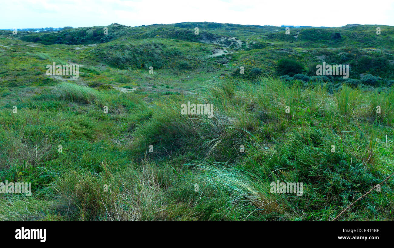 Dunes d'herbe, Pays Bas, Hollande-du-Sud, Coepelduynen, Noordwijk aan Zee Banque D'Images