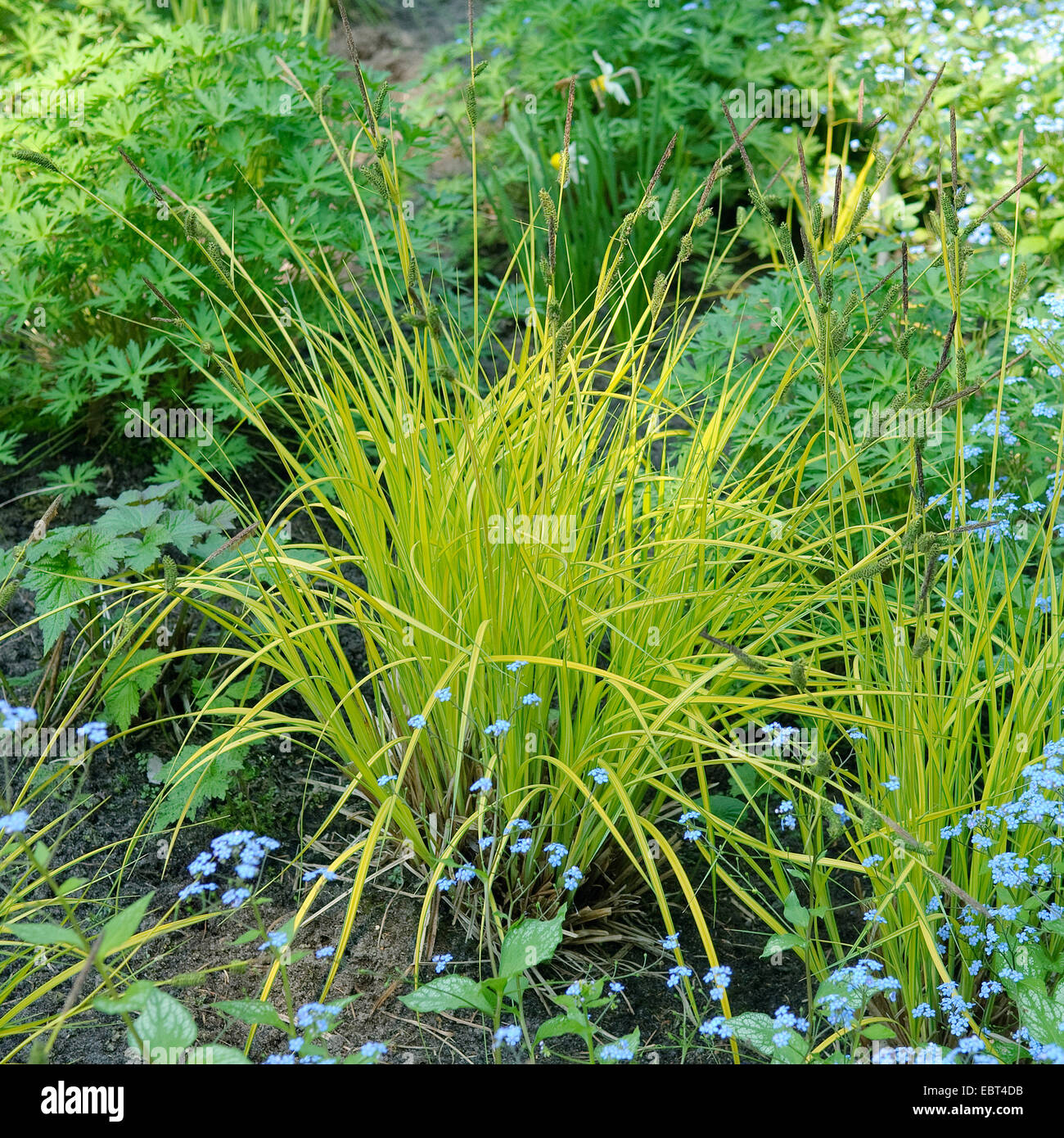 Touffes de carex, de touffes de carex, de tussock (Carex elata 'Aurea', Carex elata Aurea), le cultivar Aurea Banque D'Images