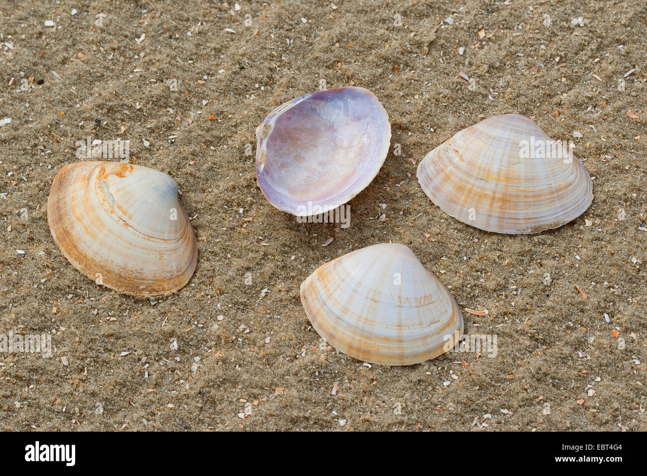 Creux blanc clam shell, creux, villeuse villeuse creux-shell (Mactra corallina, Mactra stultorum, Mactra cinerea), des coquillages sur la plage, Allemagne Banque D'Images