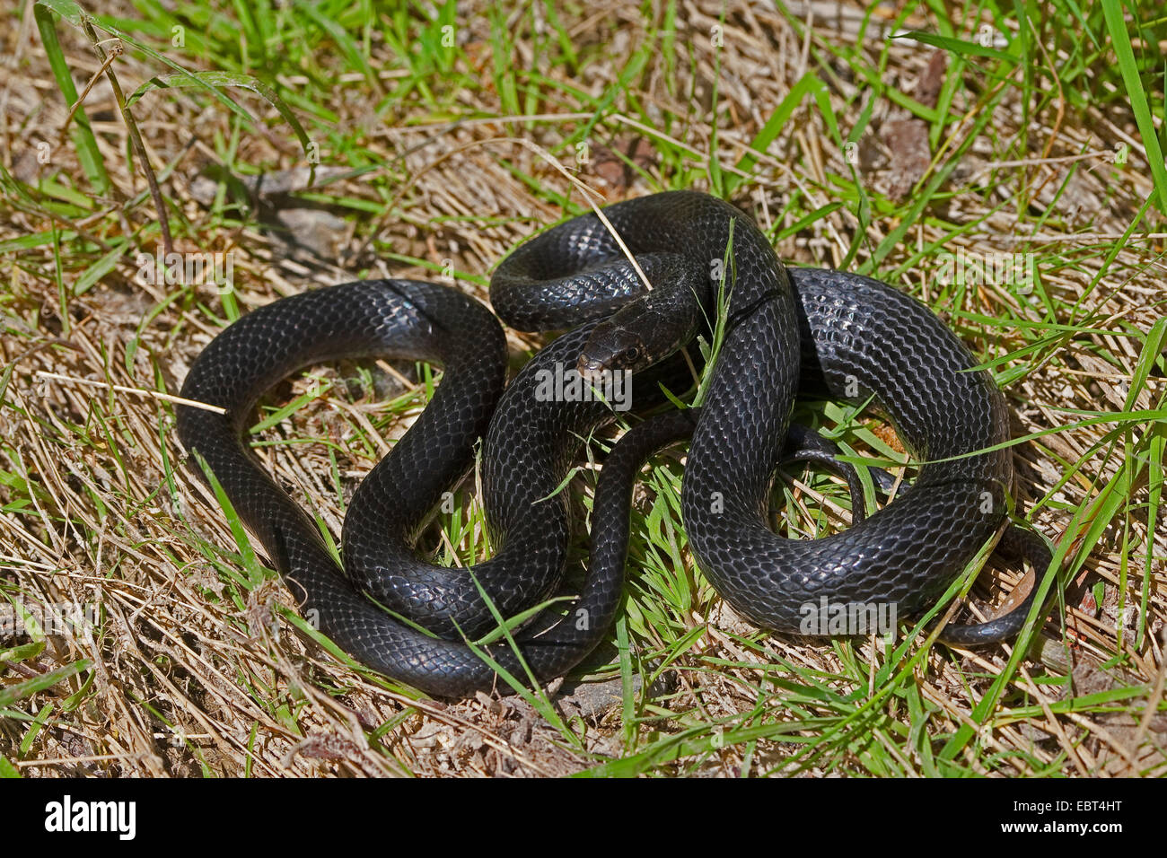 Green Snake Whip, Whip de l'Ouest (serpent Coluber viridiflavus Hierophis viridiflavus, Hierophis viridiflavus, Coluber viridiflavus carbonarius, carbonarius), individu noir allongé sur le sol, l'Italie, Sicile Banque D'Images