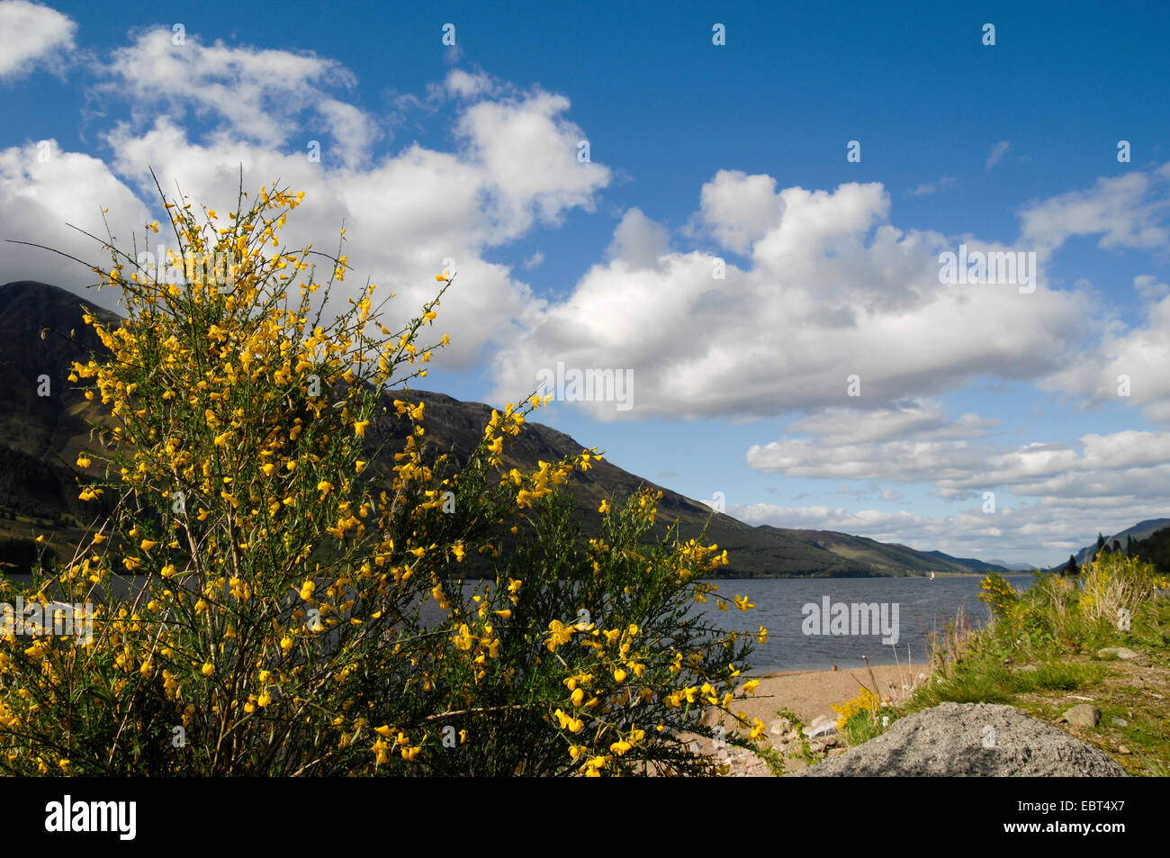 Balai en fleurs à Loch Lochy, Royaume-Uni, Ecosse, Argyll Banque D'Images