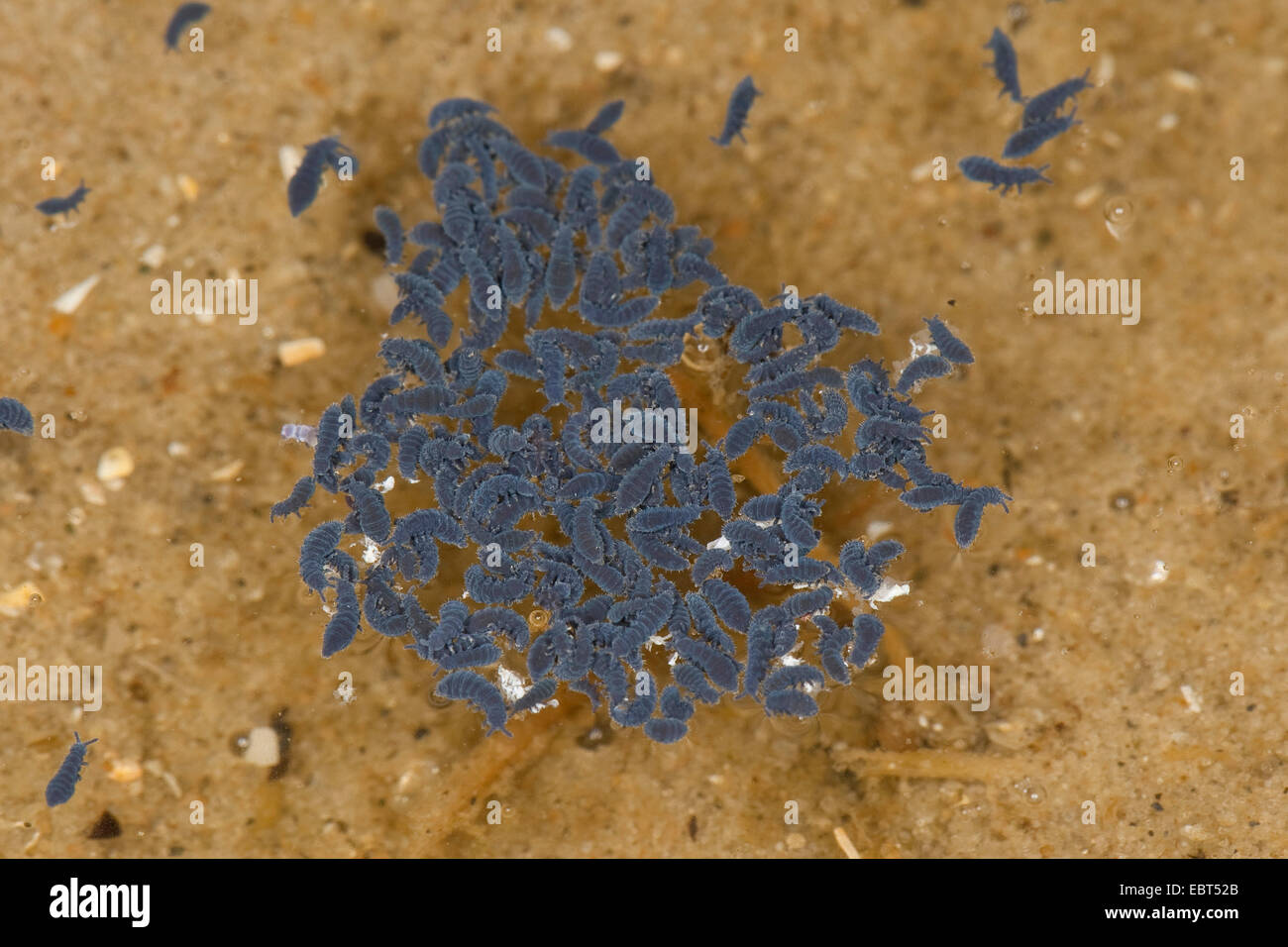 Seashore springtail, marine springtail (Anurida maritima), sur la surface de l'eau, Allemagne Banque D'Images