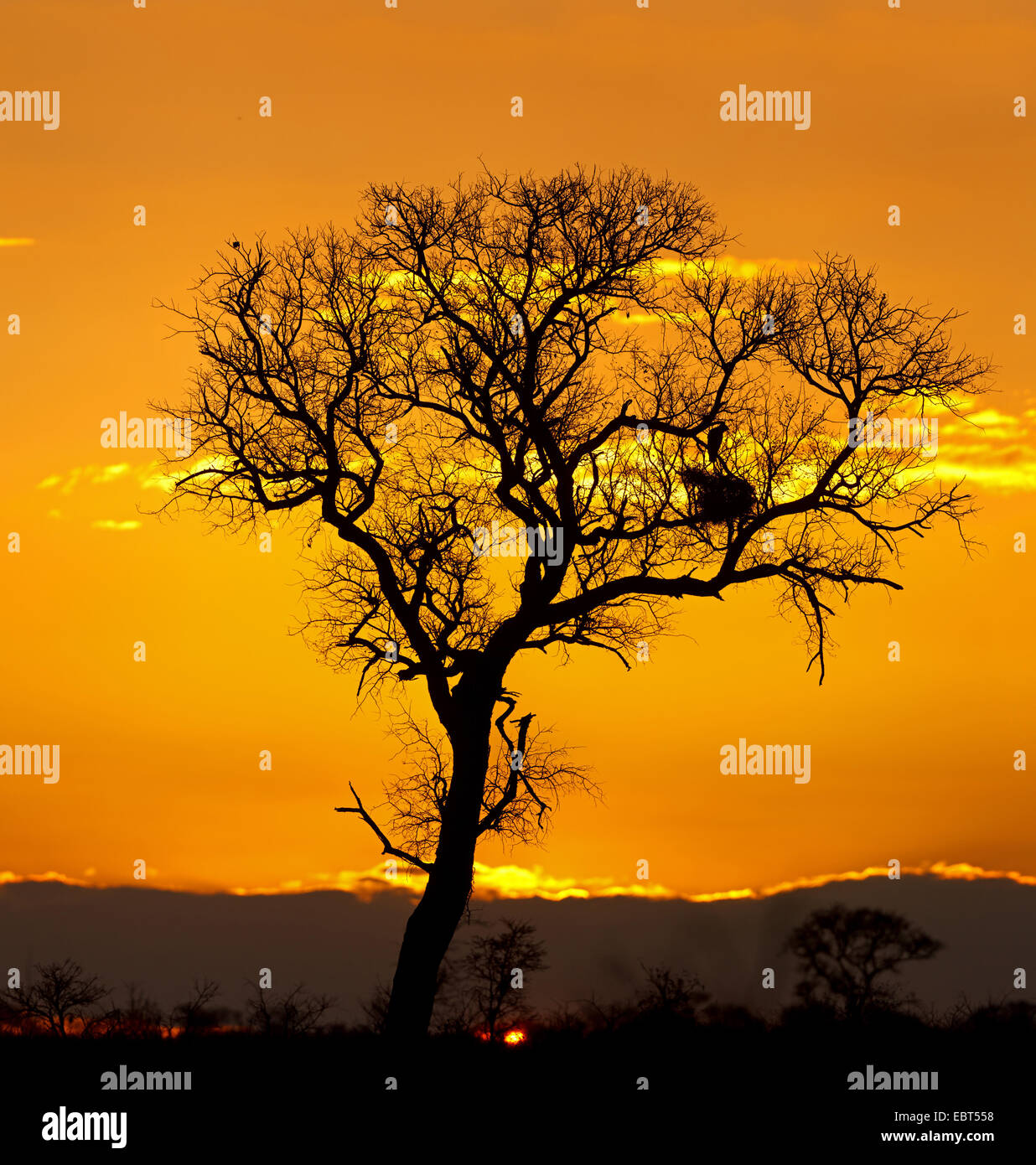 Seul arbre dans le coucher du soleil, Afrique du Sud, le Parc national Krueger Banque D'Images