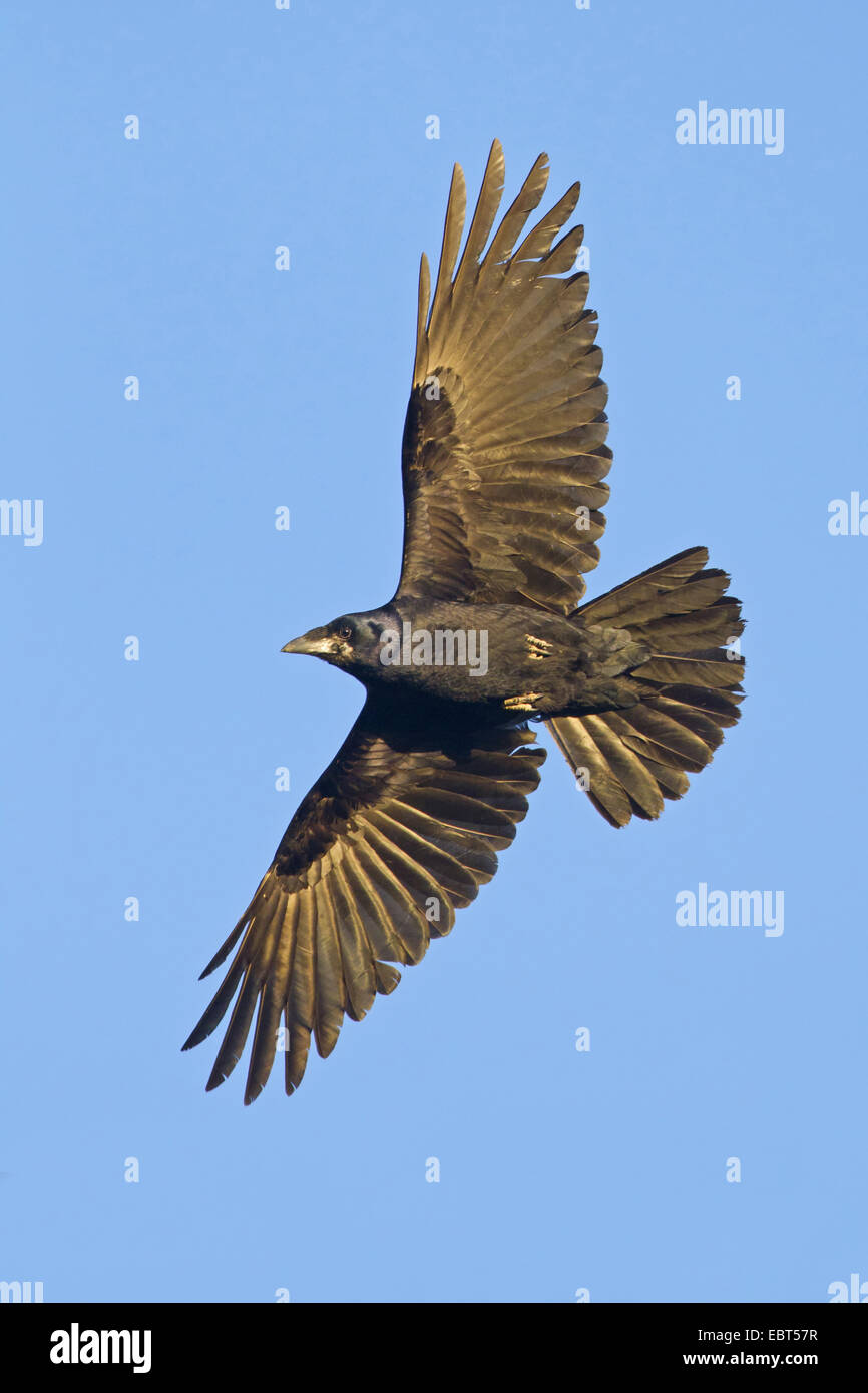 Corbeau freux (corvus frugilegus), voler, Allemagne, Rhénanie-Palatinat Banque D'Images