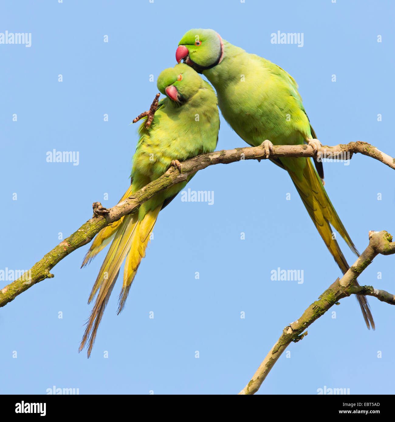 Héron pourpré (Psittacula krameri), Couple at le plumage des soins, l'Allemagne, Bade-Wurtemberg Banque D'Images