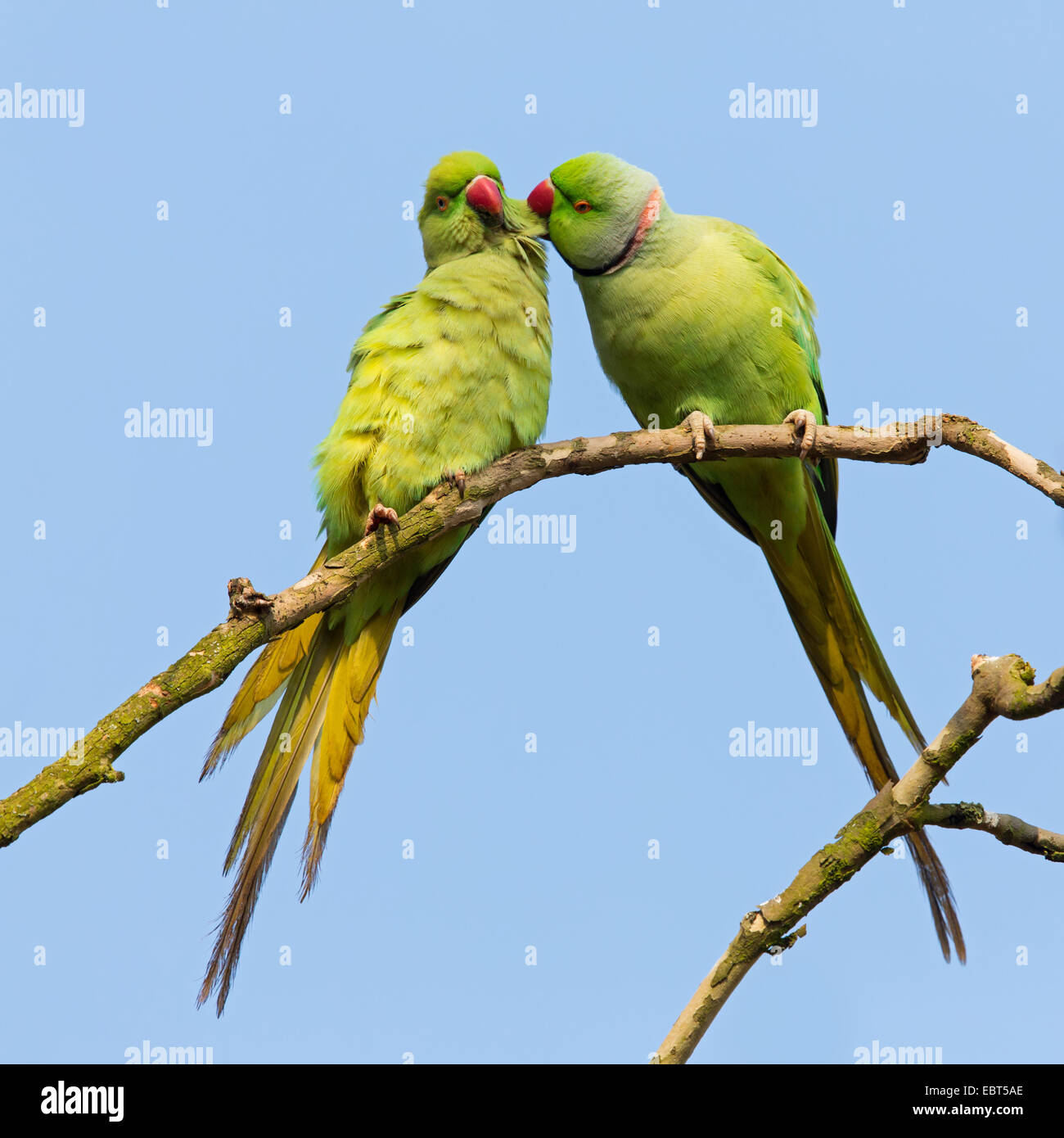 Héron pourpré (Psittacula krameri), Couple at le plumage des soins, l'Allemagne, Bade-Wurtemberg Banque D'Images