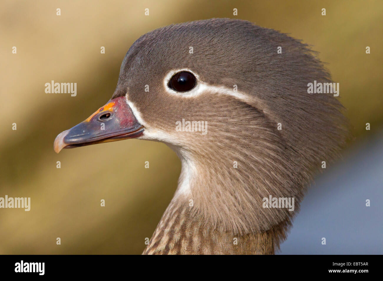 Canard mandarin (Aix galericulata), portrait d'une femme, Allemagne, Bade-Wurtemberg Banque D'Images